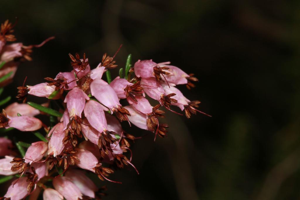 Alojamientos Rurales Cortijo Las Golondrinas Алама-де-Мурсия Экстерьер фото