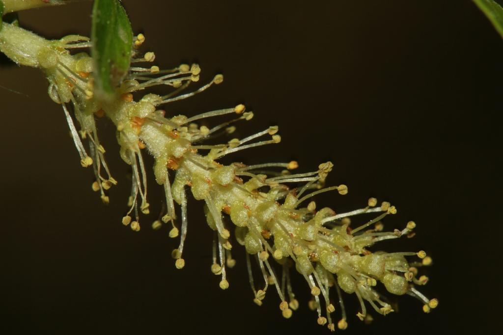 Alojamientos Rurales Cortijo Las Golondrinas Алама-де-Мурсия Экстерьер фото